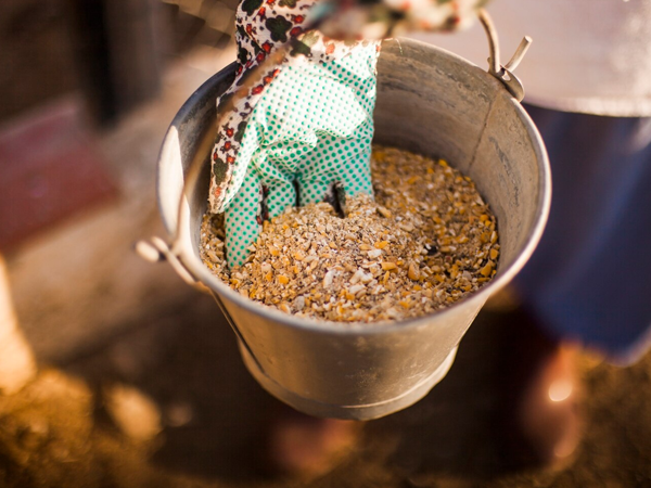 Chickpeas (Kabuli)